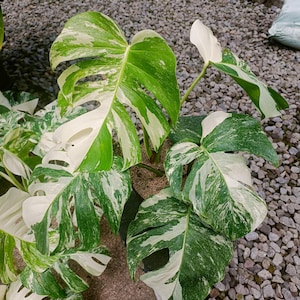 Monstera Albo Variegata White Tiger - Etsy