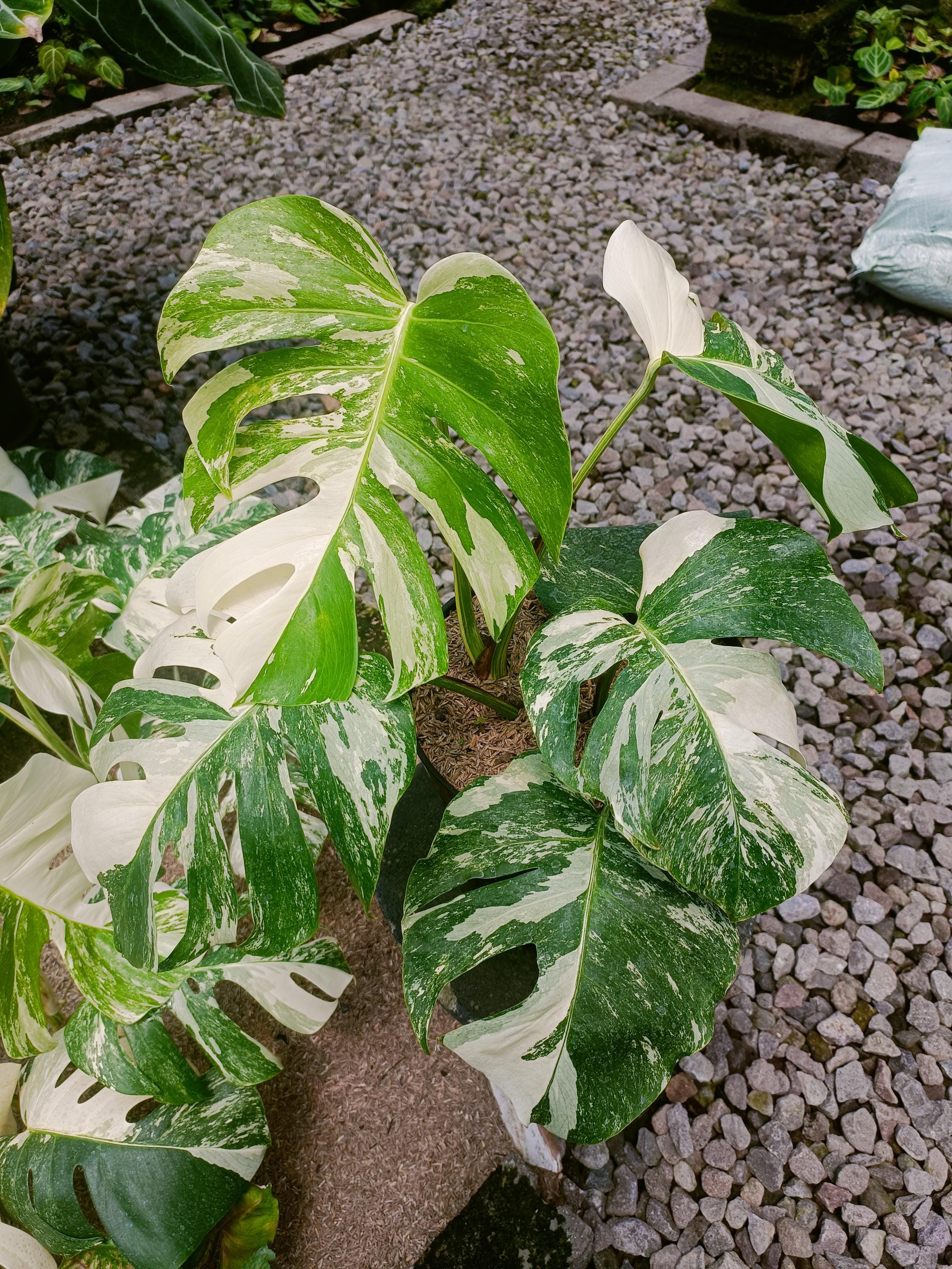 Monstera Albo Variegata White Tiger - Etsy