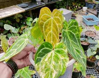 Anthurium Crystallinum Variegato - Grande Formato - Pianta Aroide - Regalo di Piante