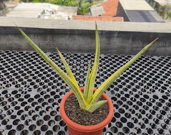 Sansevieria Royal Crown White Variegated Rare Exotic Snake Plant