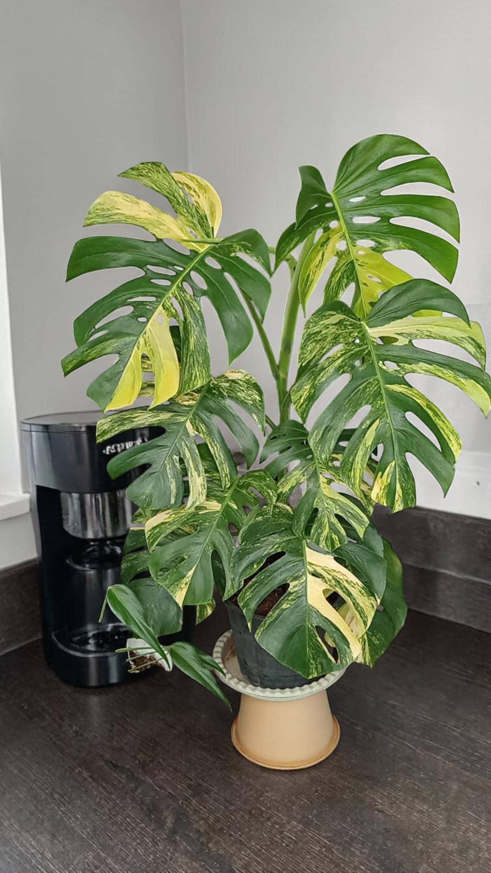 現品モンステラオーレアマルマラータ36番斑入り観葉植物インテリア