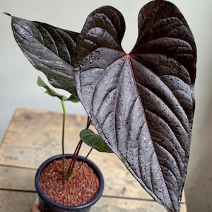 Anthurium moodeanum - Etsy 日本
