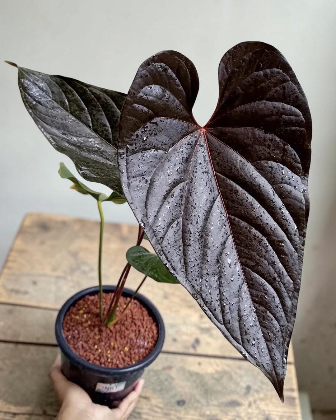 Anthurium moodeanum - Etsy 日本
