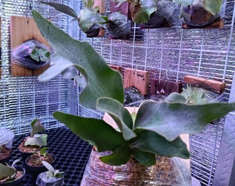 May include: A close-up of a staghorn fern plant, with large, green, antler-like fronds. The plant is mounted on a wooden plaque and wrapped in clear plastic. Other staghorn ferns are visible in the background, some mounted on wooden plaques.