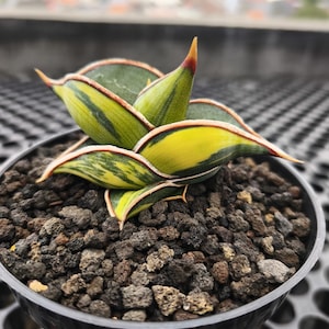 Sansevieria Johannesburg Variegated Rare Exotic Snake Plant - Etsy