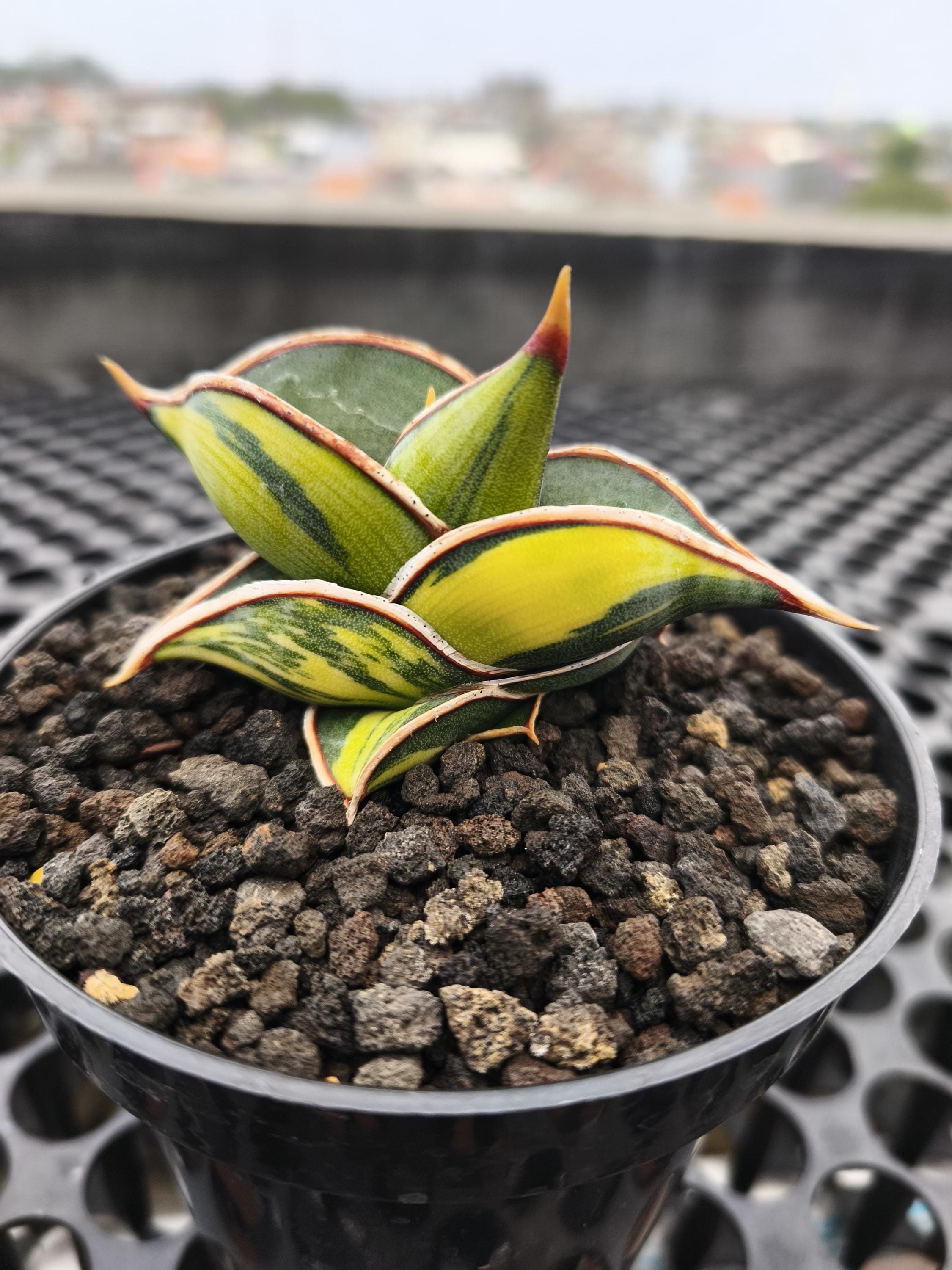 Sansevieria Rorida Variegated - REAL PICT - Aroid Plant