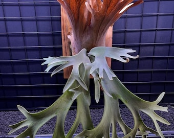 Platycerium Willinckii Asurada Sporeling - Etsy