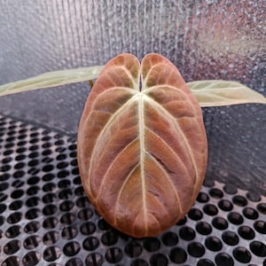 Anthurium dressleri - Etsy 日本
