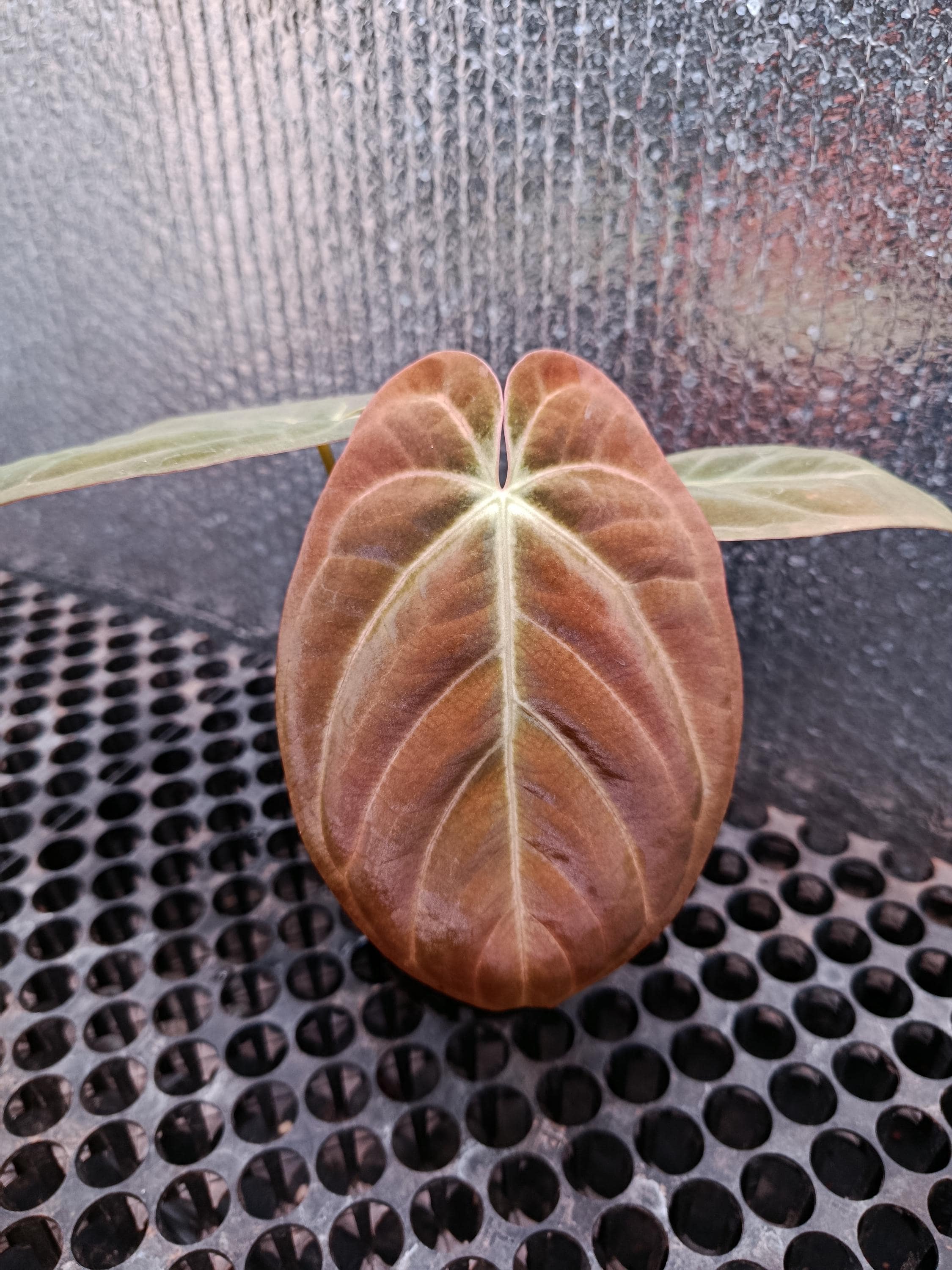 めっちゃ渋い　アンスリウム　ドレスレリ　dressleri Anthurium dressleri - Etsy 日本