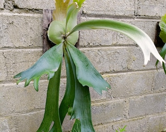 Platycerium Willinckii-karakter middelgroot - Exotische plant - REAL PICT - Aroid-plant - Kamerplanten