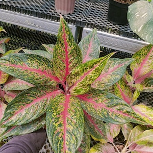 Aglaonema Hot Lady - RIKTIG BILD - Aroidväxt - Krukväxter