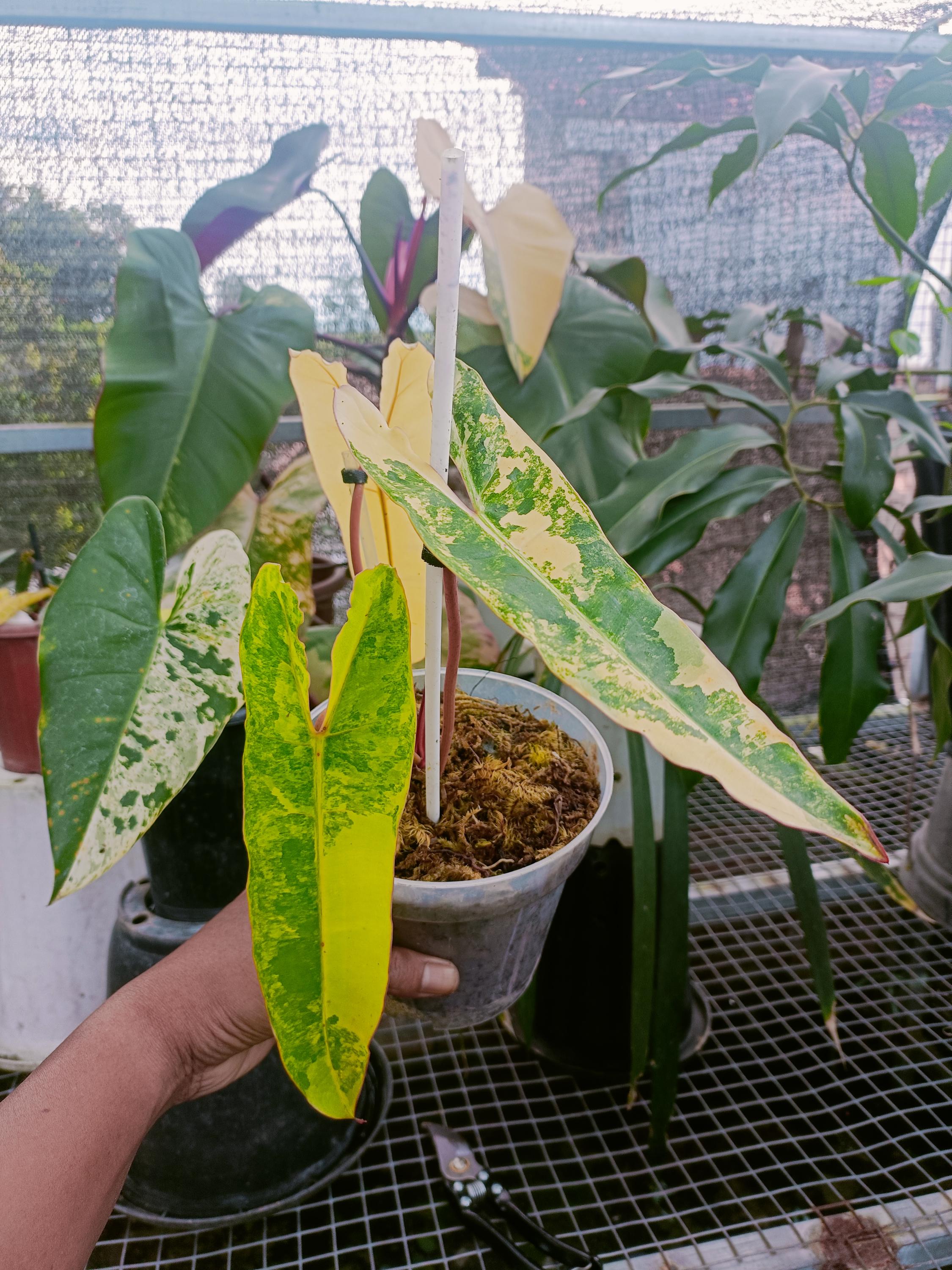 Philodendron Caramel Marble Seeds - Etsy