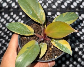 フィロデンドロン ブラックカーディナル 斑入り No.2 (大サイズ