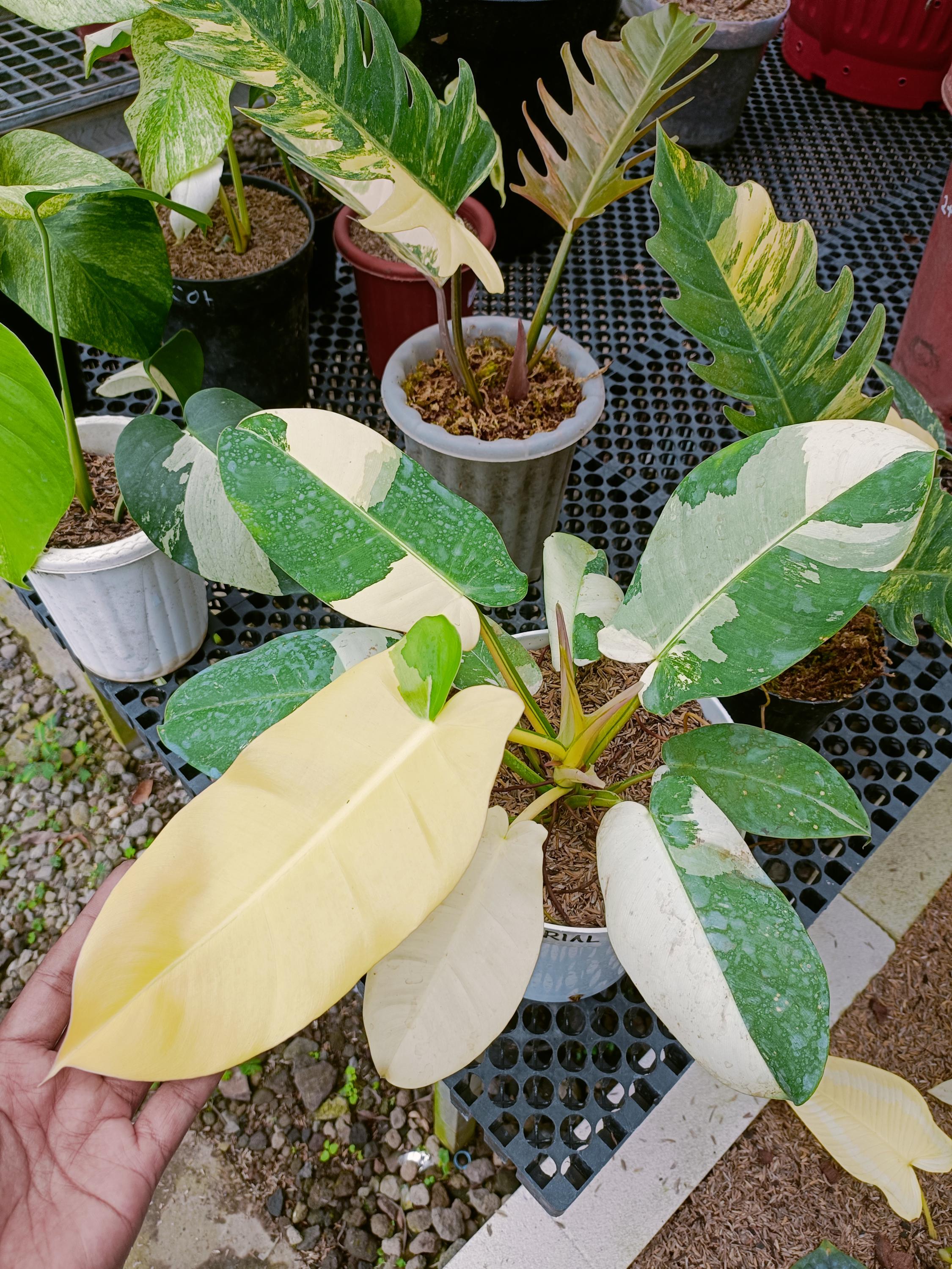 philodendron micans rote blätter Philodendron micans – Foliage Factory main image 1