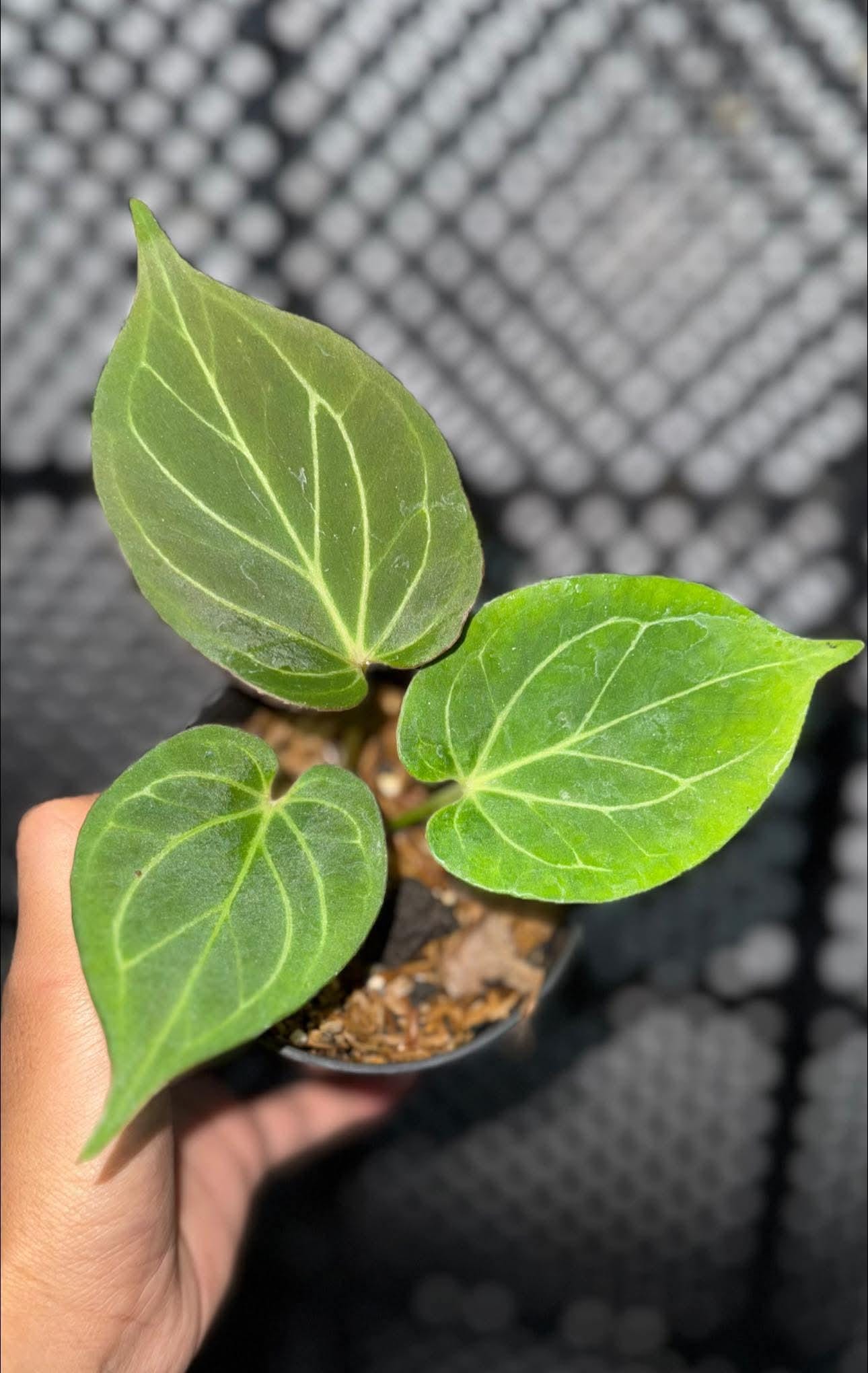その他観葉植物 Anthurium King of Spade (KOS) SIAPnanam その他観葉
