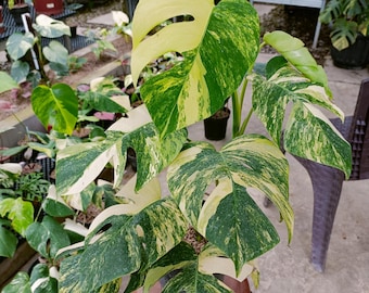 Monstera Aurea Marmorata / Yellow Variegated - Aroid Plant - Plant Gift