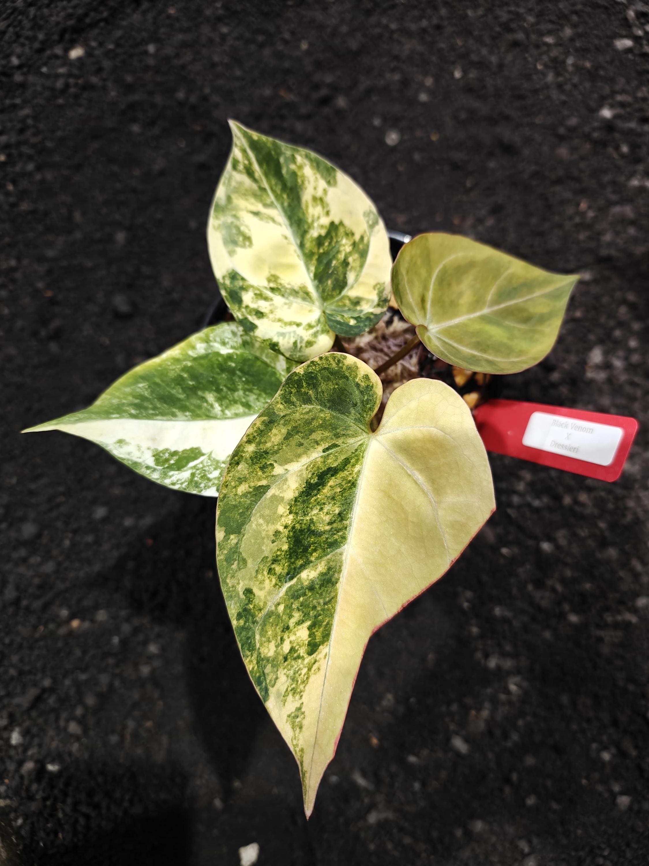Anthurium dressleri - Etsy 日本