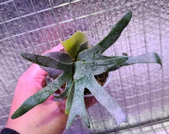 Platyceriumbacteriën - Exotische plant - REAL PICT - Aroidplant - Kamerplanten