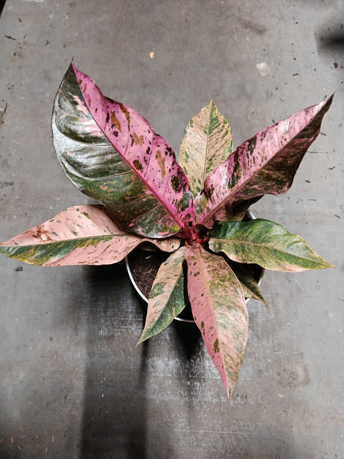 Pink Variegated Anthurium Hookeri - Etsy