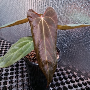 groe aloe vera pflanze kaufen Aloe Vera, XXL  toskanagartenshop