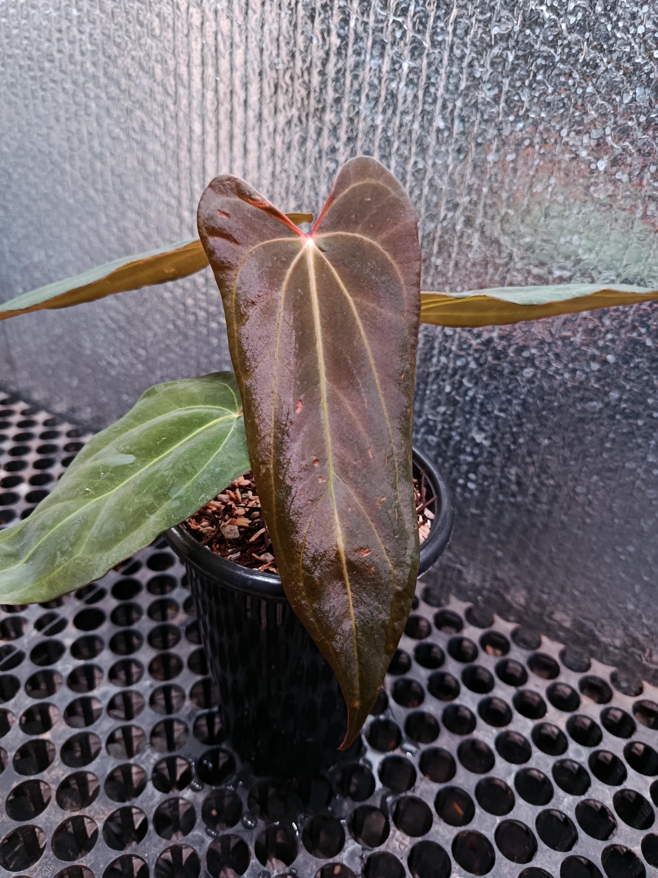 Anthurium dressleri - Etsy 日本