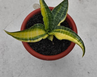 Sansevieria Silver Nymph Variegated Rare Uniqe Snake Plant - Etsy