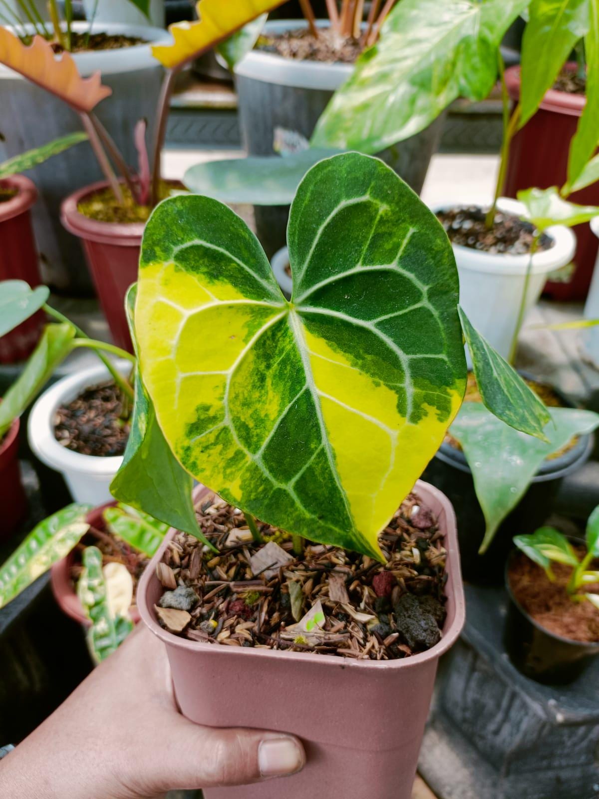 Anthurium clarinervium seed - Etsy 日本