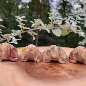 Puede incluir: Cuatro pequeñas figuras de tortugas de piedra tallada. Las tortugas son de color beige, crema y rojo. Están dispuestas en fila sobre una superficie de madera, con vegetación en el fondo.