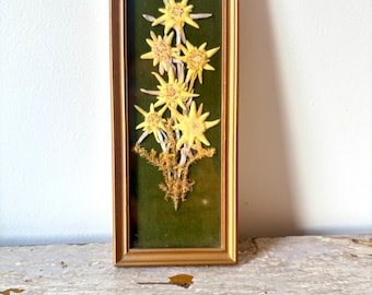 Kwiaty szarotki w ramkach w stylu vintage – sprasowana alpejska kompozycja botaniczna, austriacki wystrój ludowy