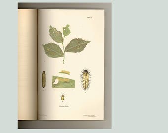 Elm-Leaf Beetle in New York State - Entomology - New York State Museum Bulletin Vol. 5, No. 20, 1898 vintage Antique Book