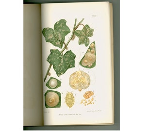 Scale Insects of Importance with List of Species 1901 New York State Museum Bulletin with Color Plate Lithographic Illustrations Entomology