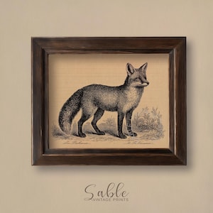 Puede incluir: Una impresión vintage enmarcada con una ilustración en blanco y negro de un zorro. El zorro está representado de pie en un campo, con detalles finos. El marco es marrón oscuro y la impresión tiene el texto "Sable Vintage Prints".