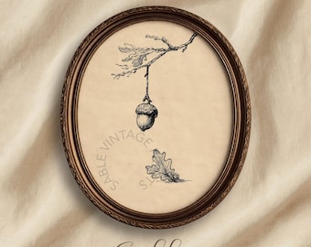 Vintage Acorn with Oak Leaf Botanical Drawing, Rustic Neutral Decor (Digital Download) 152