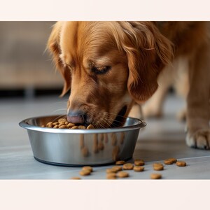 Pu&ograve; includere: Un golden retriever mangia da una ciotola per cani in acciaio inossidabile. La testa del cane &egrave; abbassata, concentrata sul cibo. Crocchette marroni sono visibili nella ciotola e sparse sul pavimento. Il pelo del cane &egrave; di un caldo colore marrone chiaro.