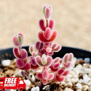 May include: A close-up of a succulent plant with vibrant pink and green leaves. The plant has a unique, textured appearance and is potted in a dark container with small white stones. The plant is a Crassula, a type of succulent.