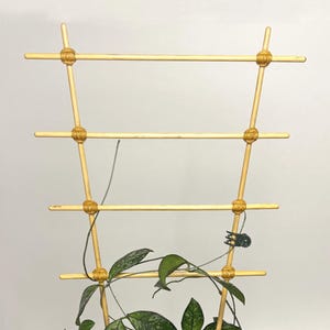 May include: A potted plant with dark green leaves and a light green speckled pattern, climbing a bamboo trellis. The plant is in a gray ceramic pot, surrounded by small stones.