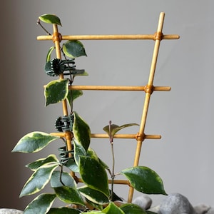 May include: A Hoya plant with variegated green and cream leaves growing on a light brown bamboo trellis. The plant is secured to the trellis with small dark green plastic clips and is potted in a solid mustard yellow ceramic planter.