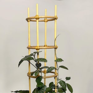 May include: A houseplant with dark green, speckled leaves, climbing a bamboo trellis. The plant is in a teal ceramic pot with a gold rim, set on a bed of stones. The trellis is made of light brown bamboo.