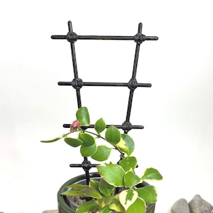 Pode incluir: Uma pequena planta Hoya com folhas variegadas verdes e creme crescendo numa treliça de escada de metal preto. A planta está num vaso de cerâmica verde escuro brilhante com um pires a condizer, apresentando um pequeno cacho de botões cor-de-rosa.