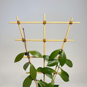 Pode incluir: Uma planta Hoya com folhas ovais verde-escuras brilhantes crescendo em uma treliça de bambu clara. A treliça é construída com hastes horizontais e verticais presas por nós de barbante marrom. A planta está em um vaso de cor terracota.