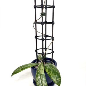 Pode incluir: Uma planta Hoya com folhas variegadas em verde e prata, plantada num vaso de cerâmica azul-escuro brilhante. Uma treliça metálica cilíndrica preta está inserida na terra, com uma trepadeira fina presa por um pequeno clipe verde.