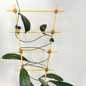 45 cm medelstor bambuspaljé för Hoya, klätterväxter inomhus | Naturlig träfinish | Anpassningsbara färg- och storleksalternativ