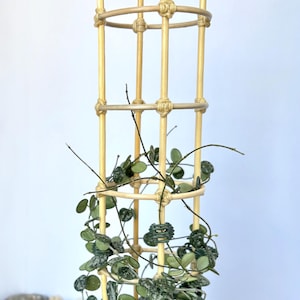 Puede incluir: Un enrejado para plantas de bambú natural con un diseño rectangular. El enrejado está construido con postes verticales y horizontales de bambú, unidos con nudos tejidos. Hojas verdes y blancas moteadas de una planta trepan por el enrejado.