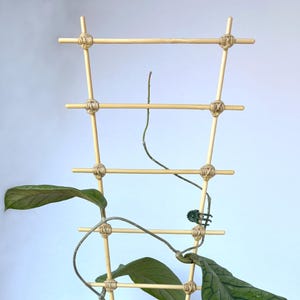 May include: A bamboo plant trellis with a grid design, secured with twine. The trellis supports a climbing plant with large, dark green leaves. Green plant clips are used to secure the plant to the trellis.