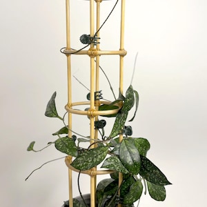 May include: A Hoya plant with speckled green leaves climbs a bamboo trellis. The light-coloured trellis is rectangular with rounded rings and is approximately 46 cm tall. The plant is in a white ceramic pot, set against a white background.