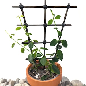 May include: A green vining plant with oval leaves growing on a dark brown, grid-patterned wooden trellis. The plant is potted in a terracotta-colored clay pot filled with soil and small wood chips, featuring a small green wire plant tie.