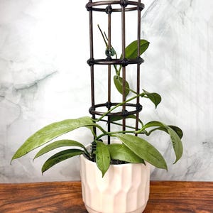 Puede incluir: Una planta Hoya verde con hojas largas y puntiagudas que crecen hacia arriba en un enrejado metálico cilíndrico de color marrón oscuro. La planta está en una maceta de cerámica blanca con textura acanalada vertical en la base redonda.