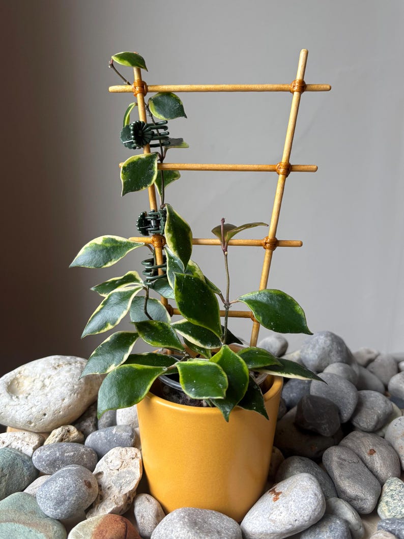 May include: A Hoya plant with variegated green and cream leaves growing on a light brown bamboo trellis. The plant is secured to the trellis with small dark green plastic clips and is potted in a solid mustard yellow ceramic planter.