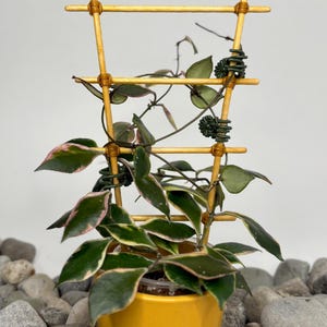 May include: A Hoya plant with variegated green and pink leaves growing on a light brown bamboo ladder trellis. The plant is potted in a solid yellow container. Dark green spiral plant ties are attached to the trellis to support the vines.