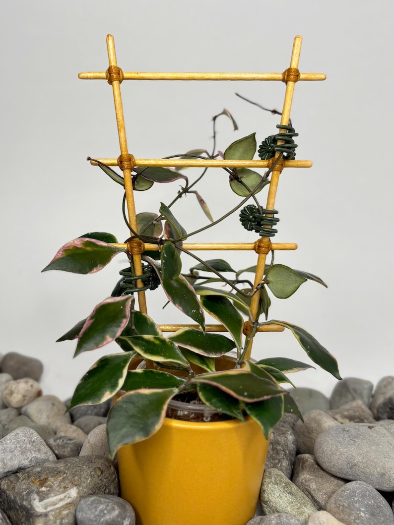 May include: A Hoya plant with variegated green and pink leaves growing on a light brown bamboo ladder trellis. The plant is potted in a solid yellow container. Dark green spiral plant ties are attached to the trellis to support the vines.